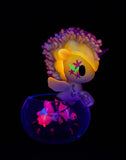 Neon Reef Mermicorno Blind Box