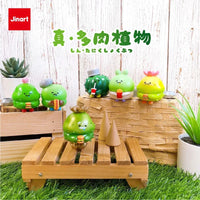 Succulent Plants by Jinart (Opened box)